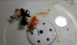 金鱼爆料视频大全下载最新,揭秘幕后精彩瞬间